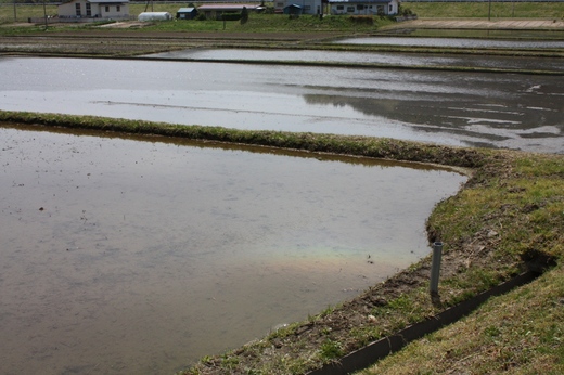 田んぼの水面に映る虹