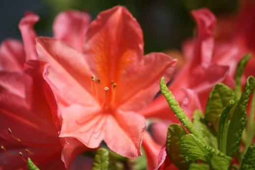 庭の花1