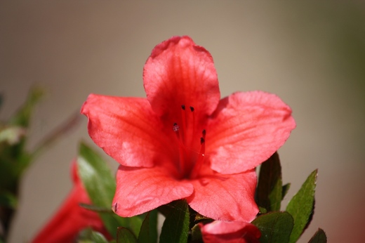 庭の花3