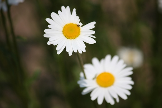 庭の花4