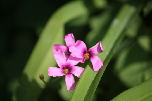 庭の花6