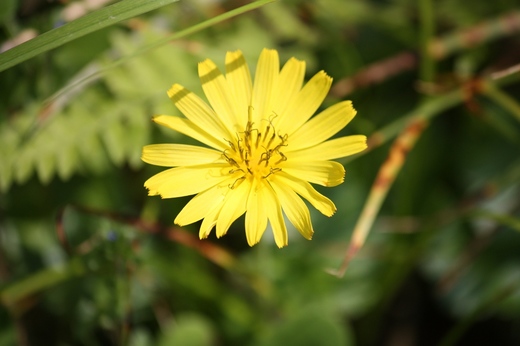 庭の花7