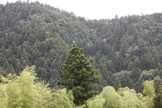 杉の木の上にいるものは(1)