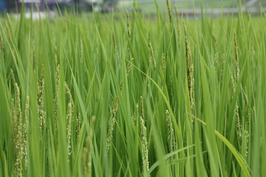 出穂はしたけれど・・・